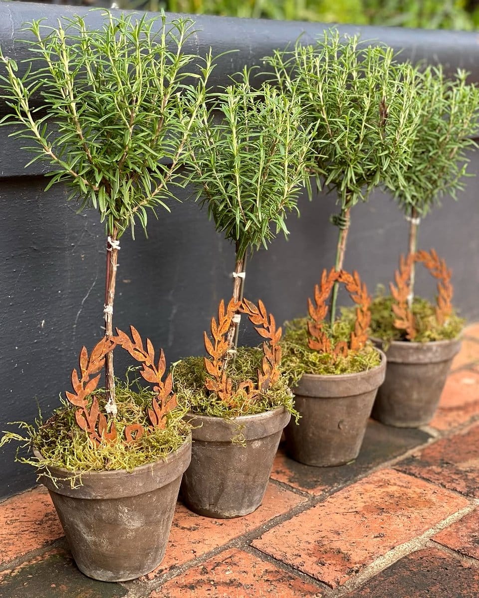 rosemary topiary on patio