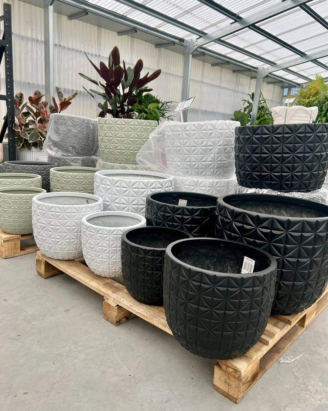 Patterned calathea in ornate ceramic pot