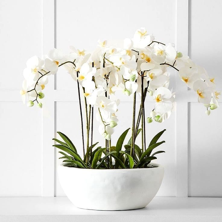 white orchids in decorative pots