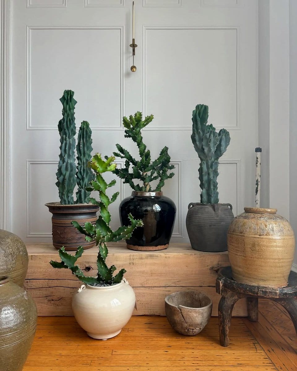 group of mixed cacti in pots
