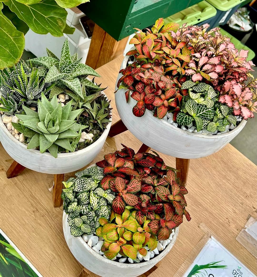 Assorted succulents in shallow dish