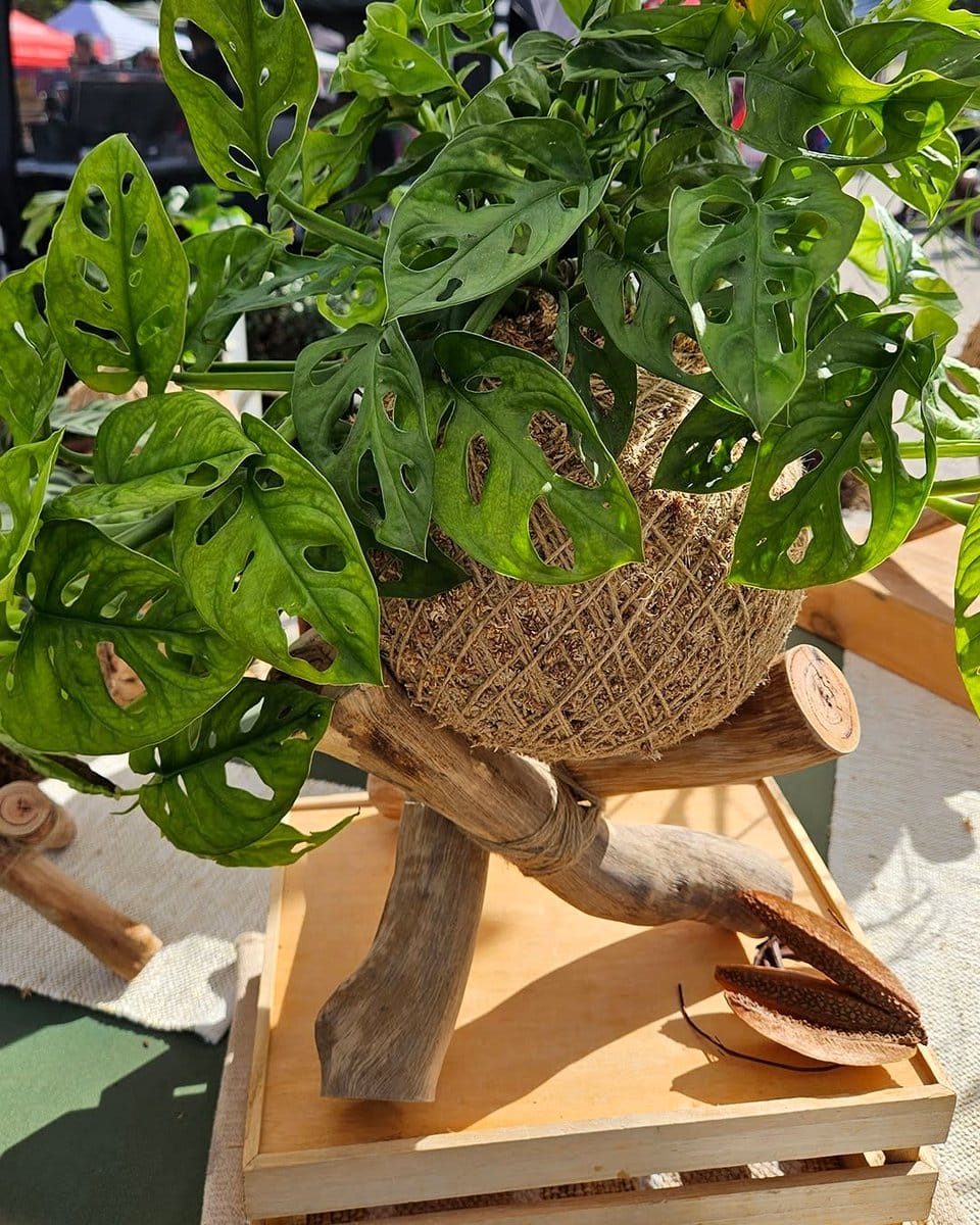 kokedama arranged on vertical wall