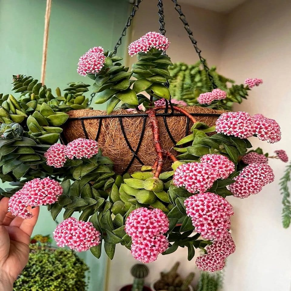 Unique cactus and rope chandelier