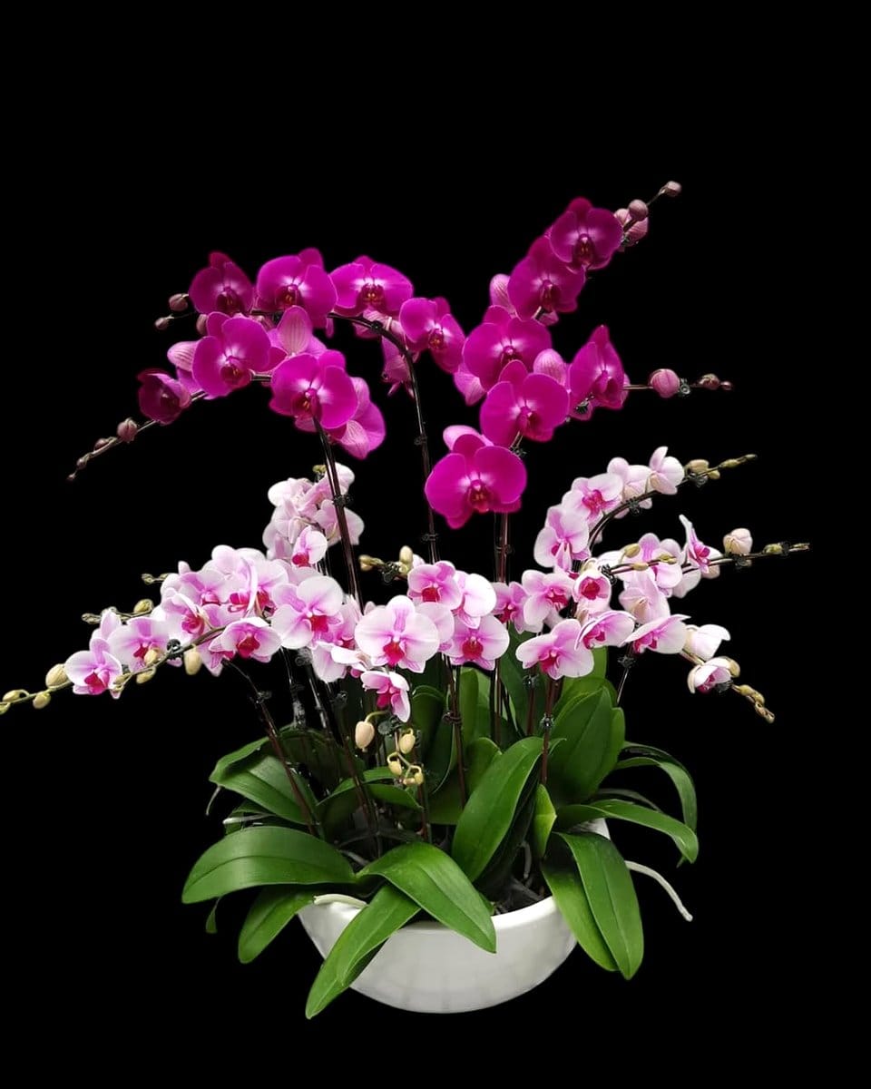 orchid in ceramic pot