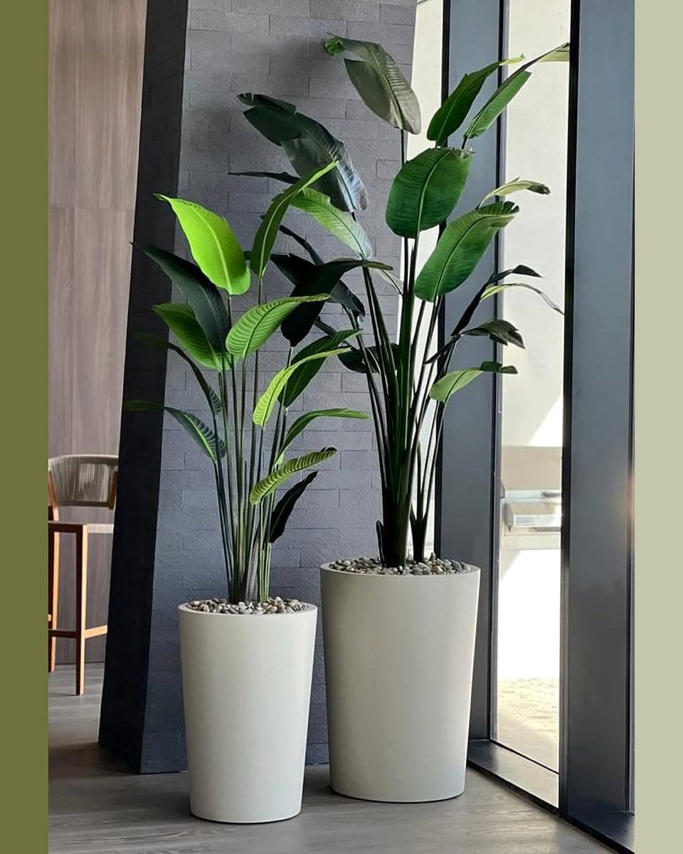 Symmetrical plant arrangement with two species