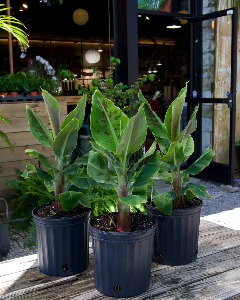 dwarf banana tree in planter