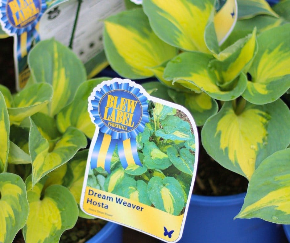 Variegated hostas in shaded corner