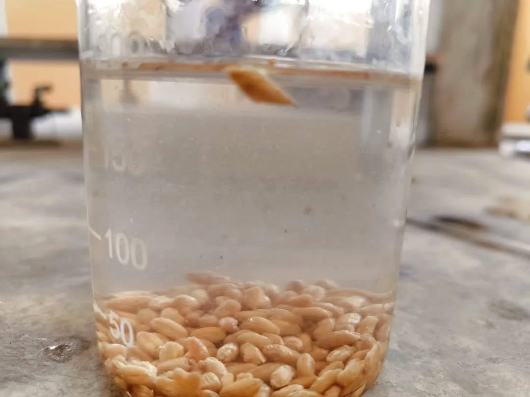 seeds in water for float test