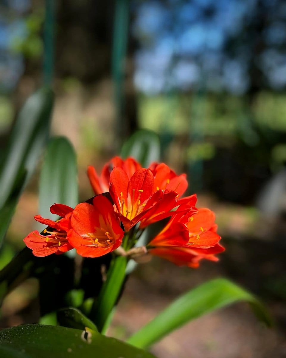 clivia with orange blooms