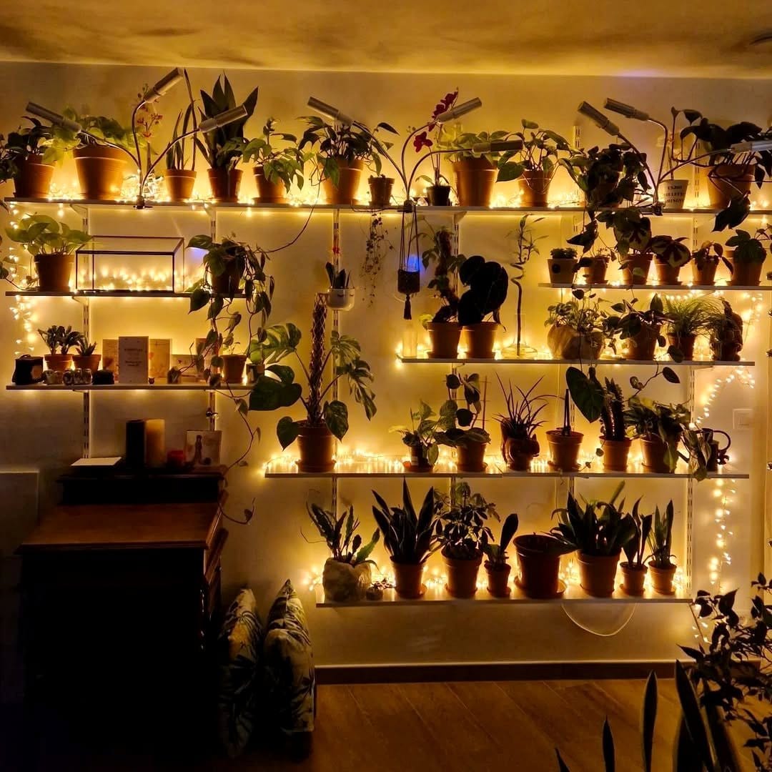 plants on shelf with string lights