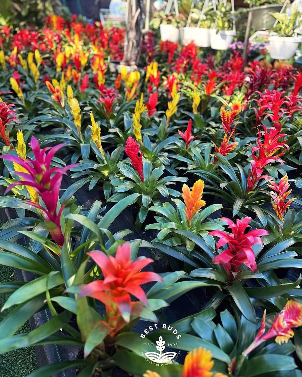 bromeliad with vibrant center