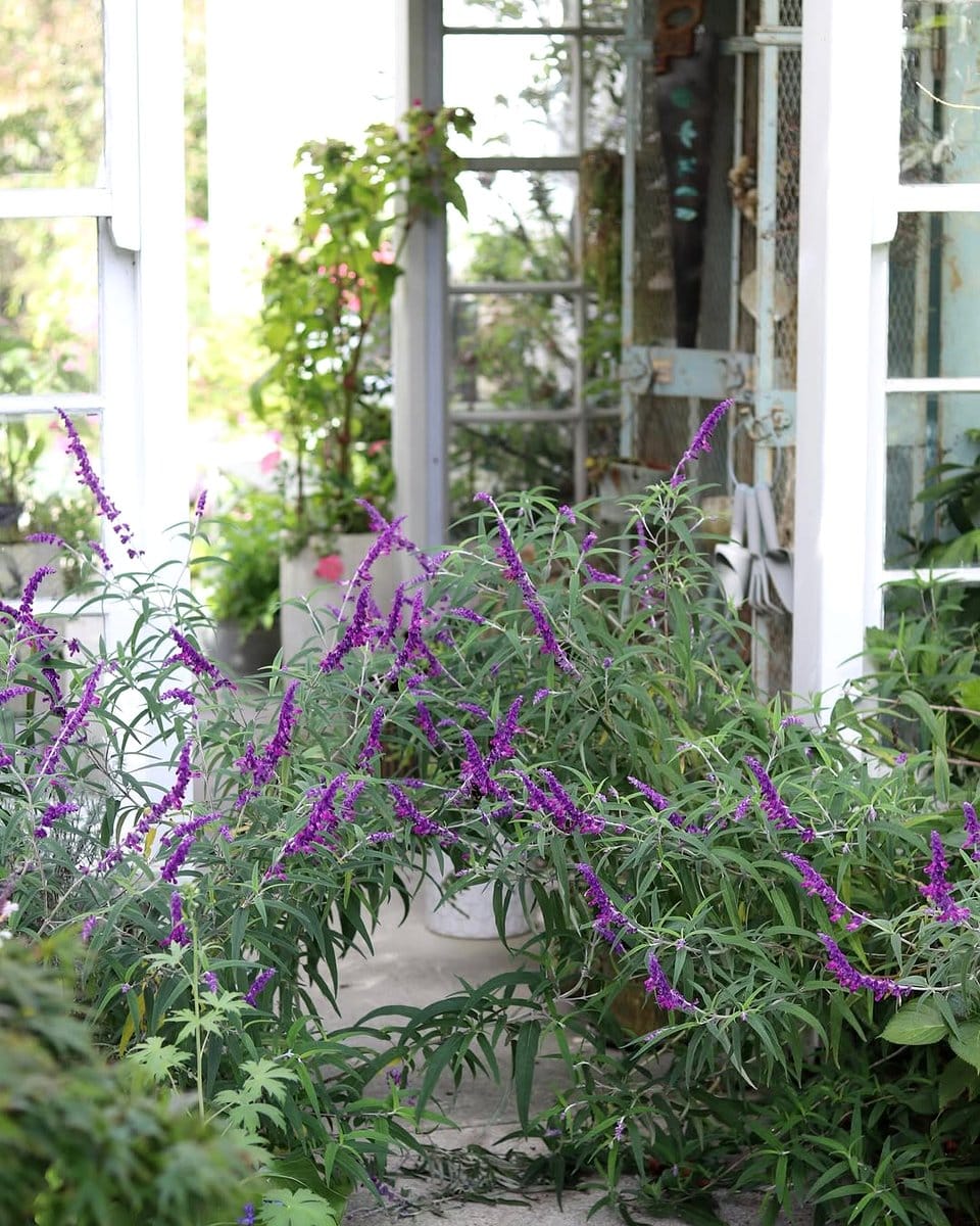 blooming salvia plants