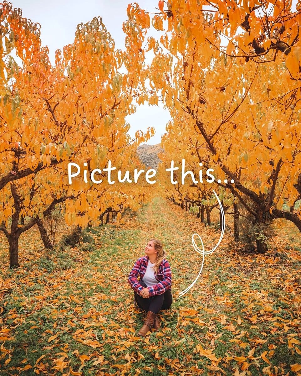 autumn leaves beside evergreen