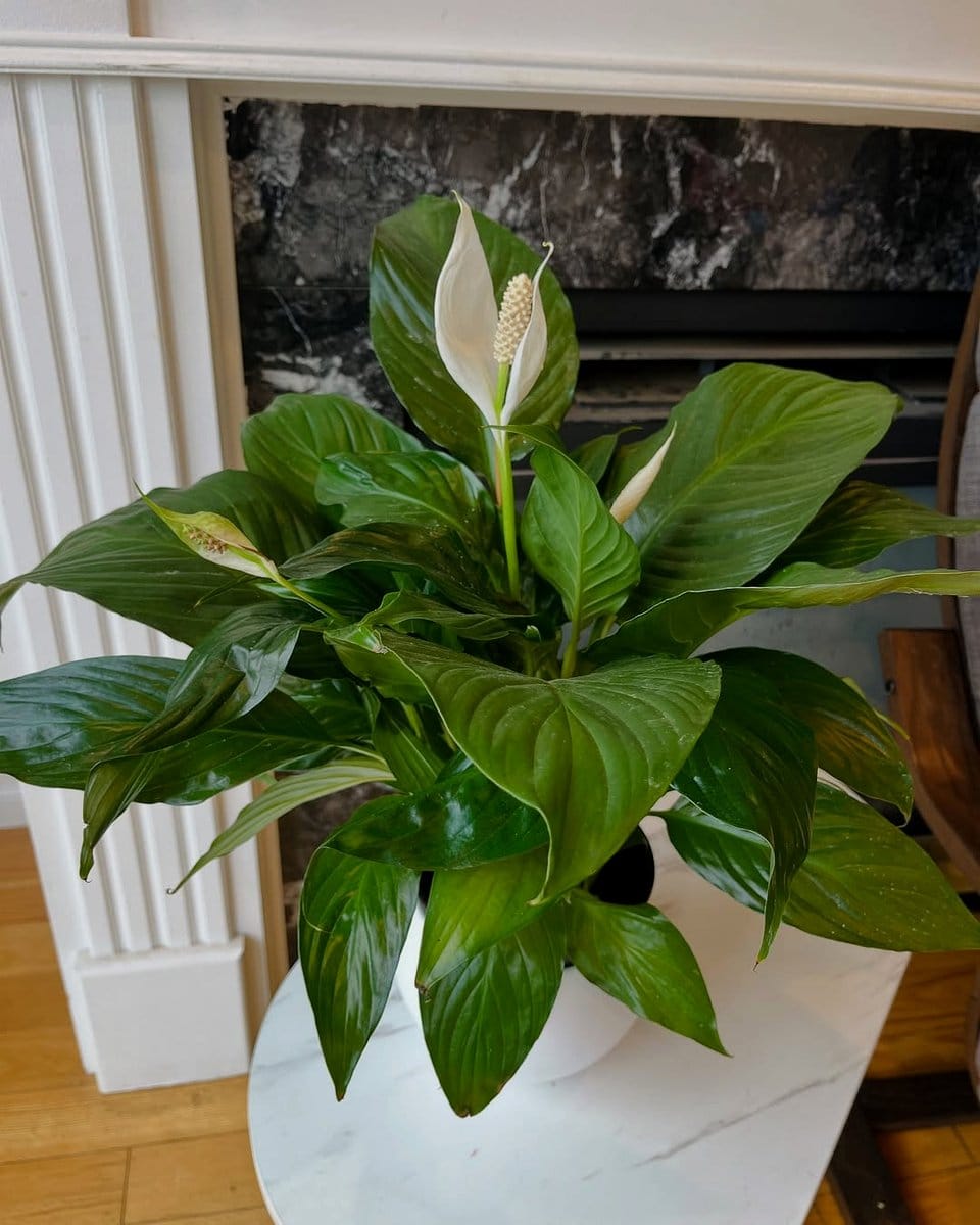 peace lily in white ceramic pot