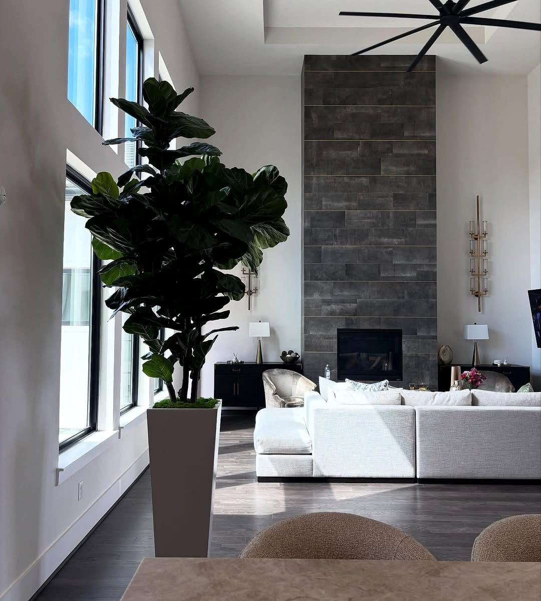 fiddle leaf fig in modern living room