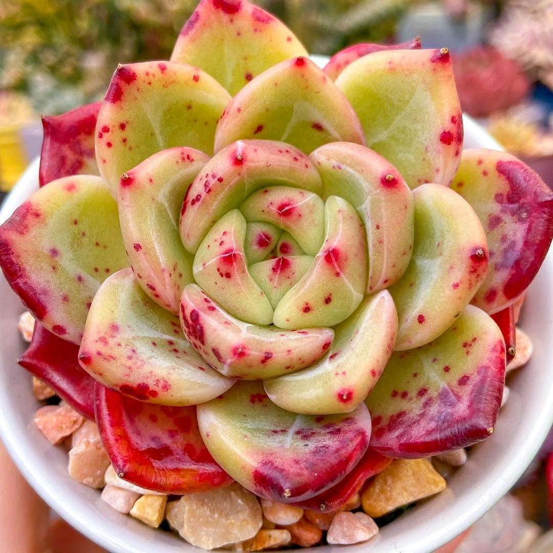 tiered planters with assorted succulents