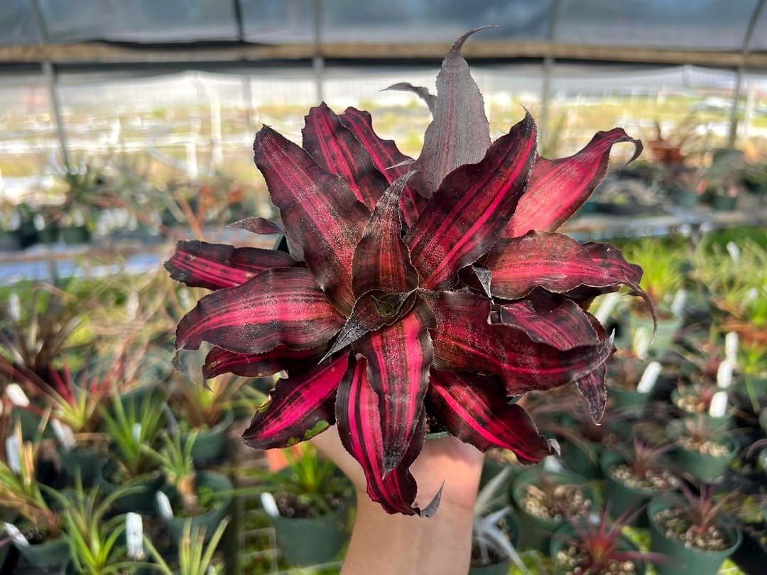 colorful bromeliad cluster
