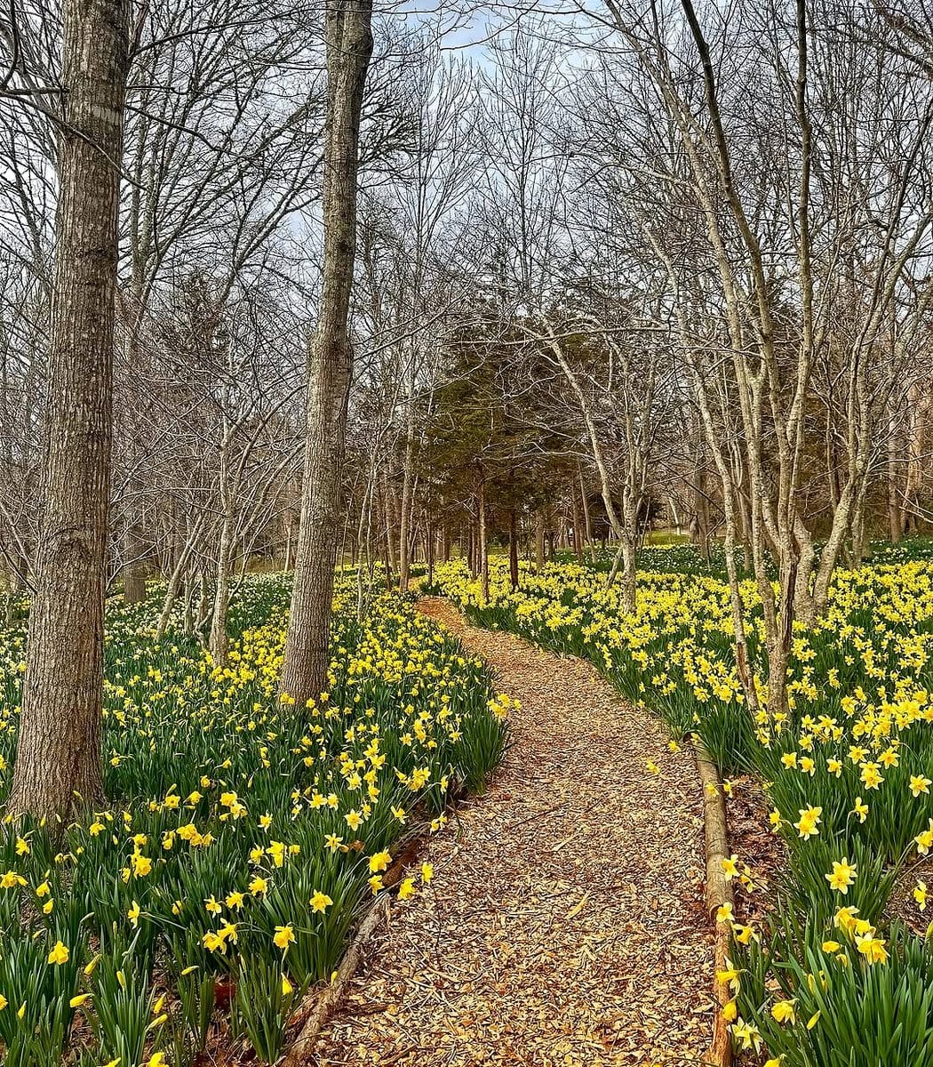 four o'clock flowers by pathway