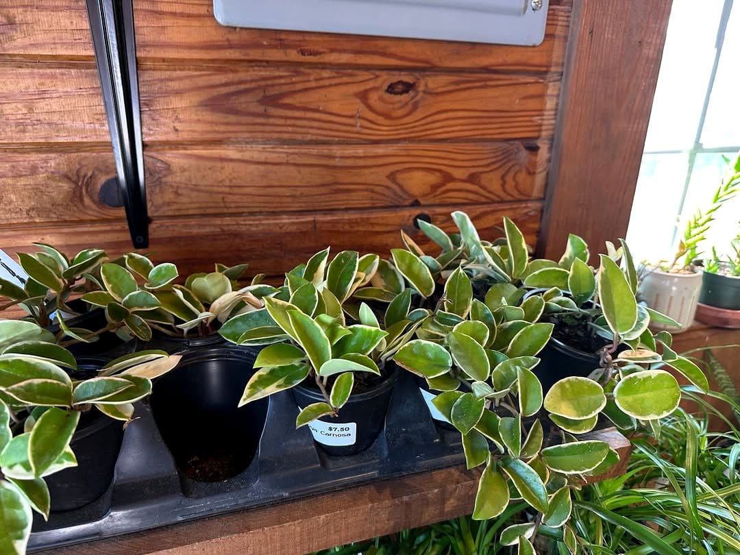 row of potted snake plants