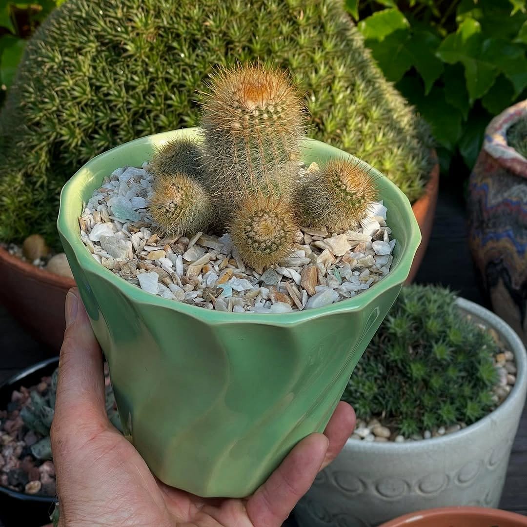 aloe vera with haworthia in a dish