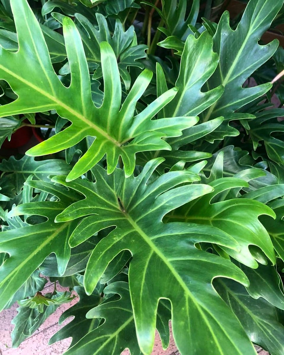 philodendron xanadu with dense foliage