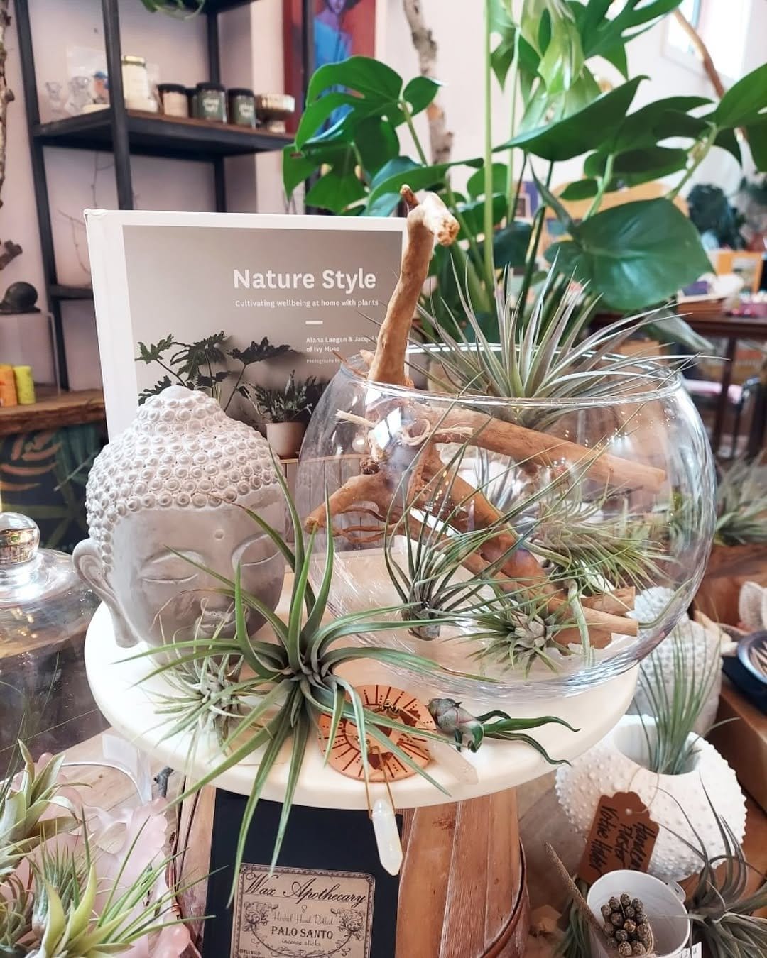 Whimsical air plants on mobile