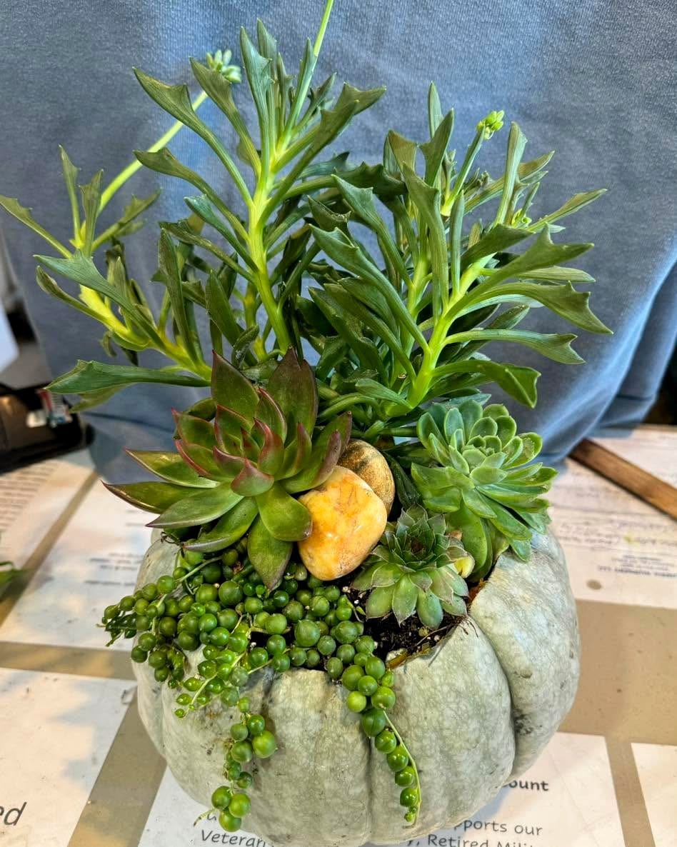 Cosmic crystals among plant arrangements