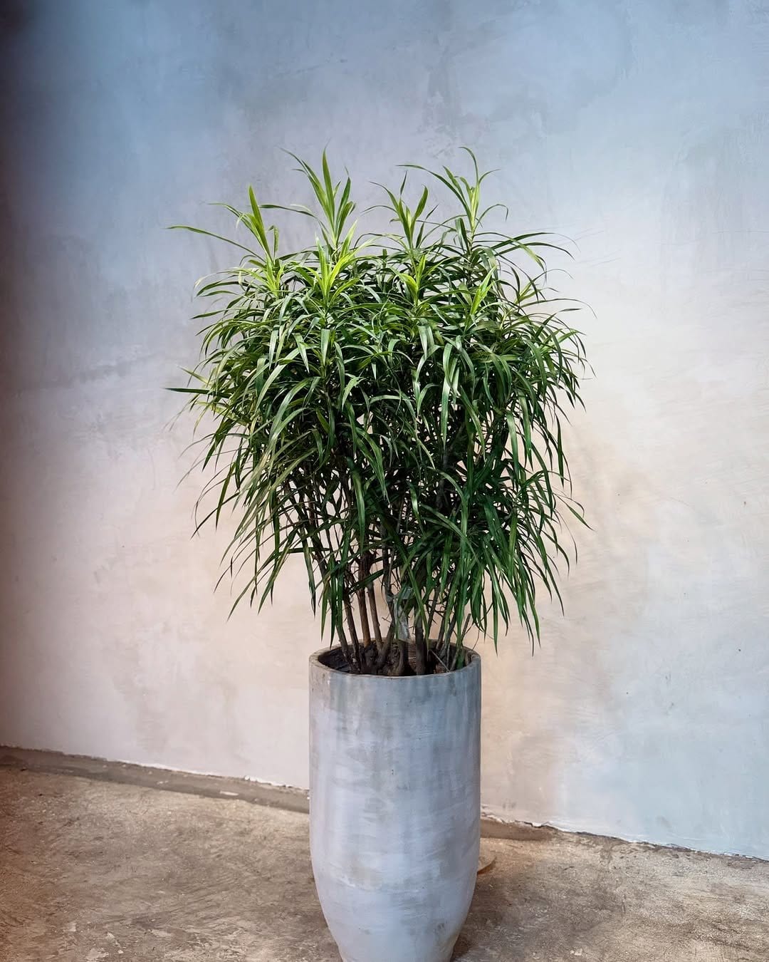 Lush bamboo palm in sleek pot