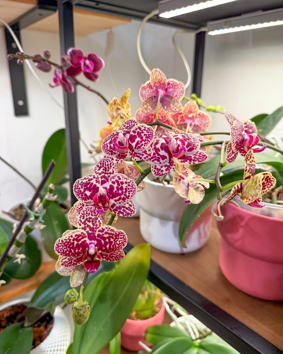 sunny windowsill with orchids