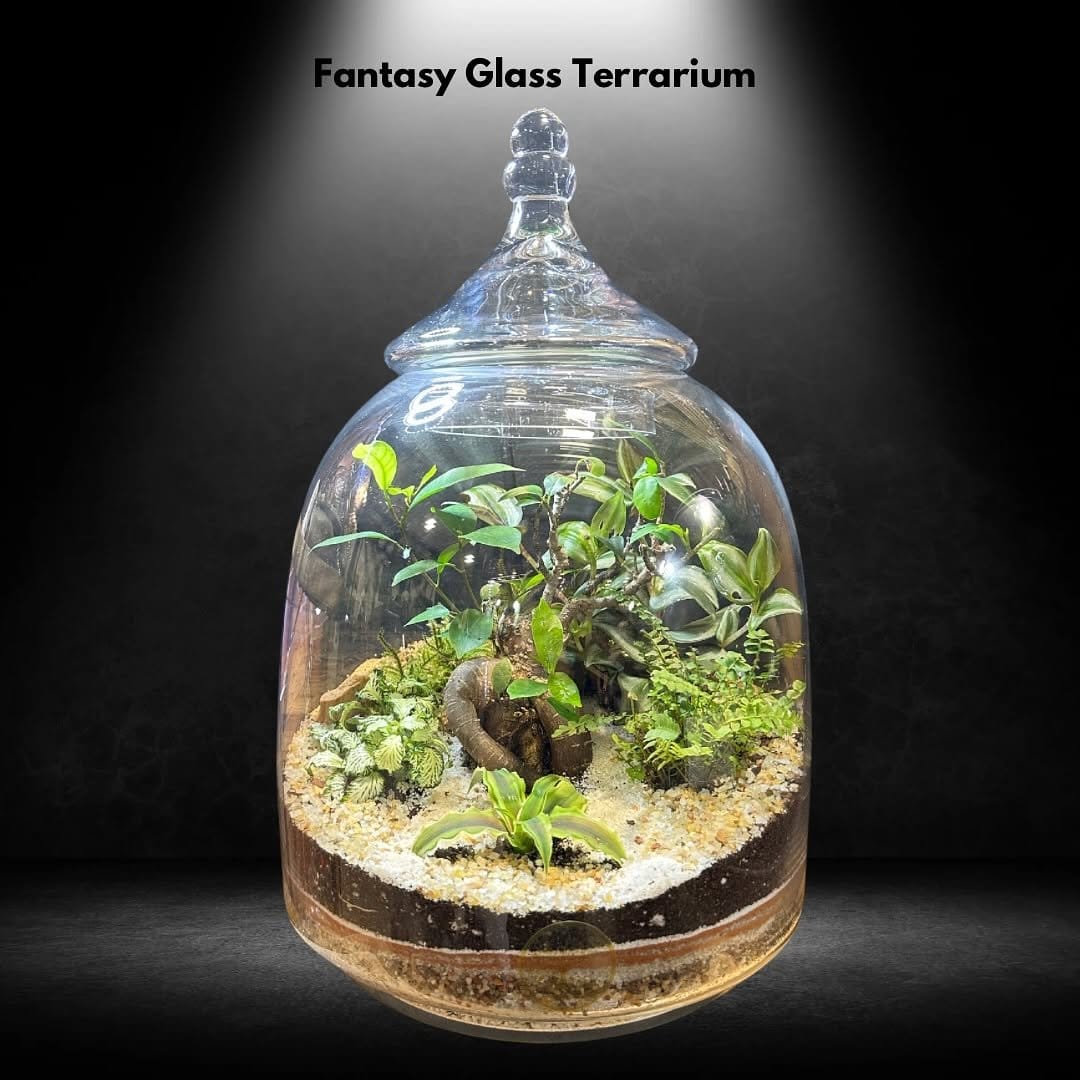 Apothecary jars with vibrant air plants