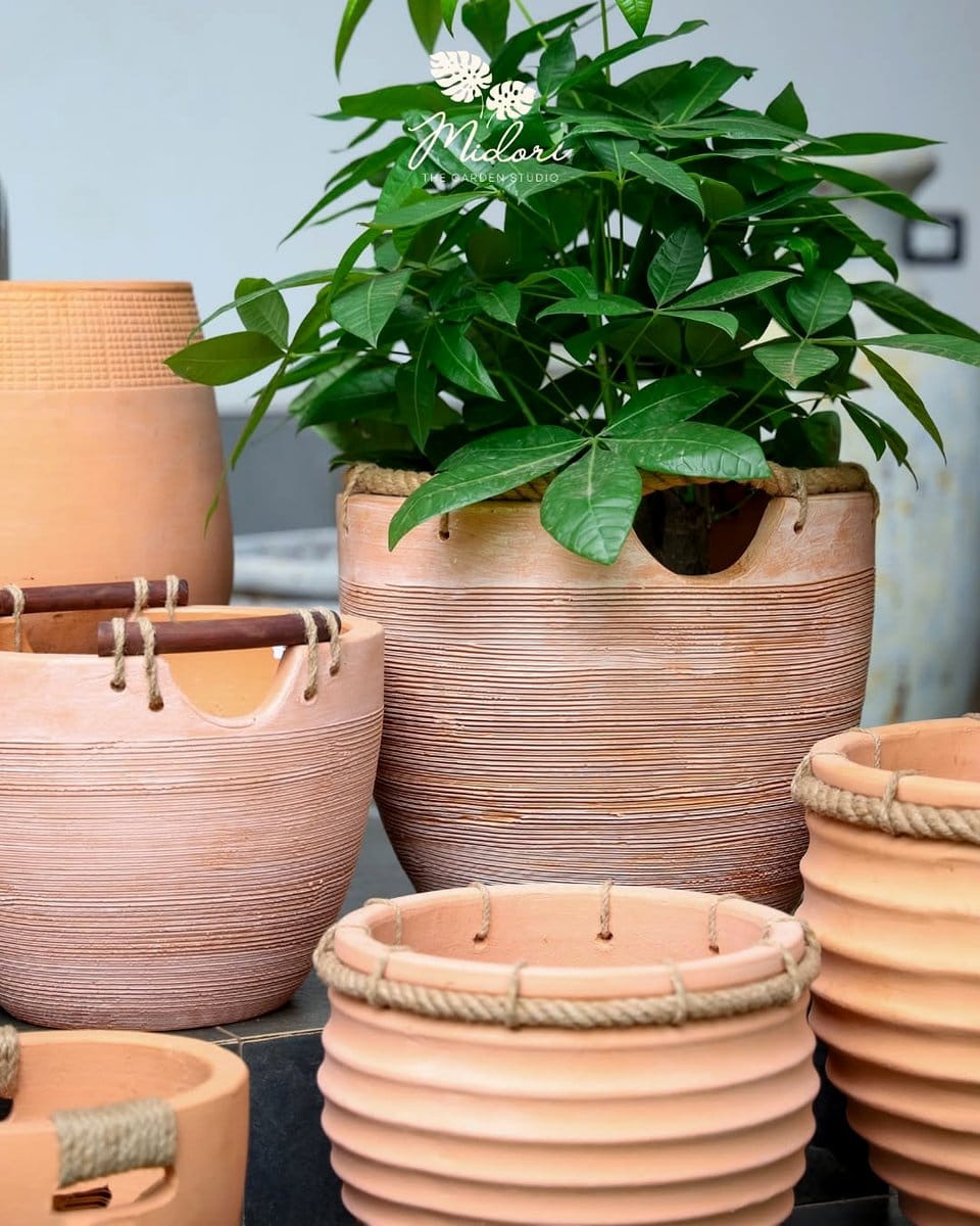 large terracotta planter with plant