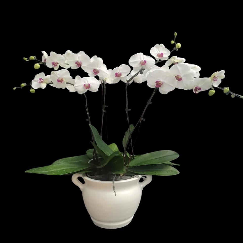 Dual orchid arrangements in elegant pots