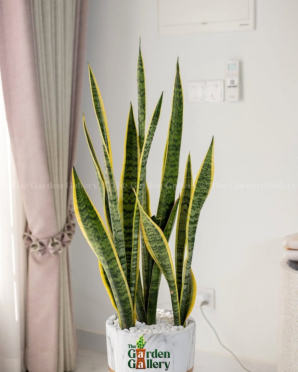 snake plant in living room