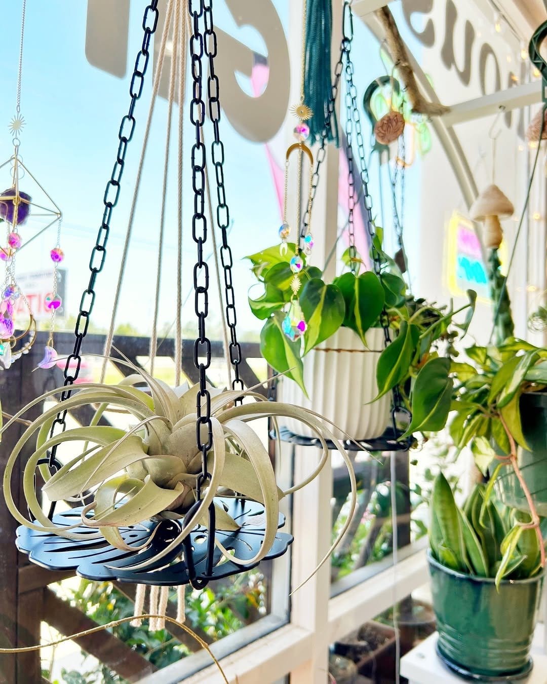 Elegant monstera in macramé hanger