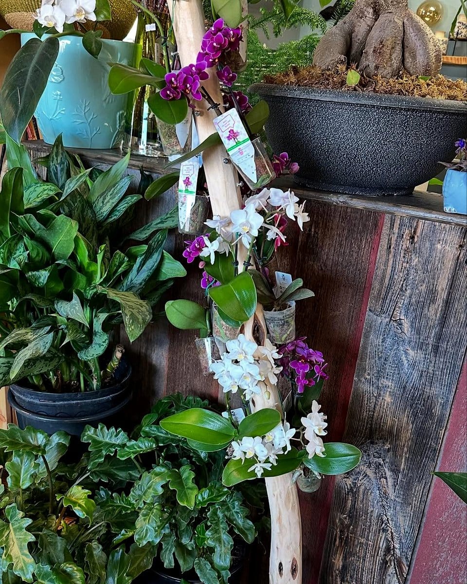wooden floating shelves with rare orchids