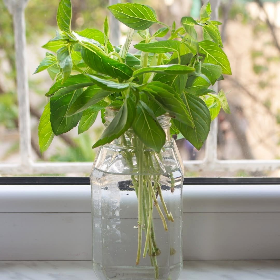 basil cuttings in water