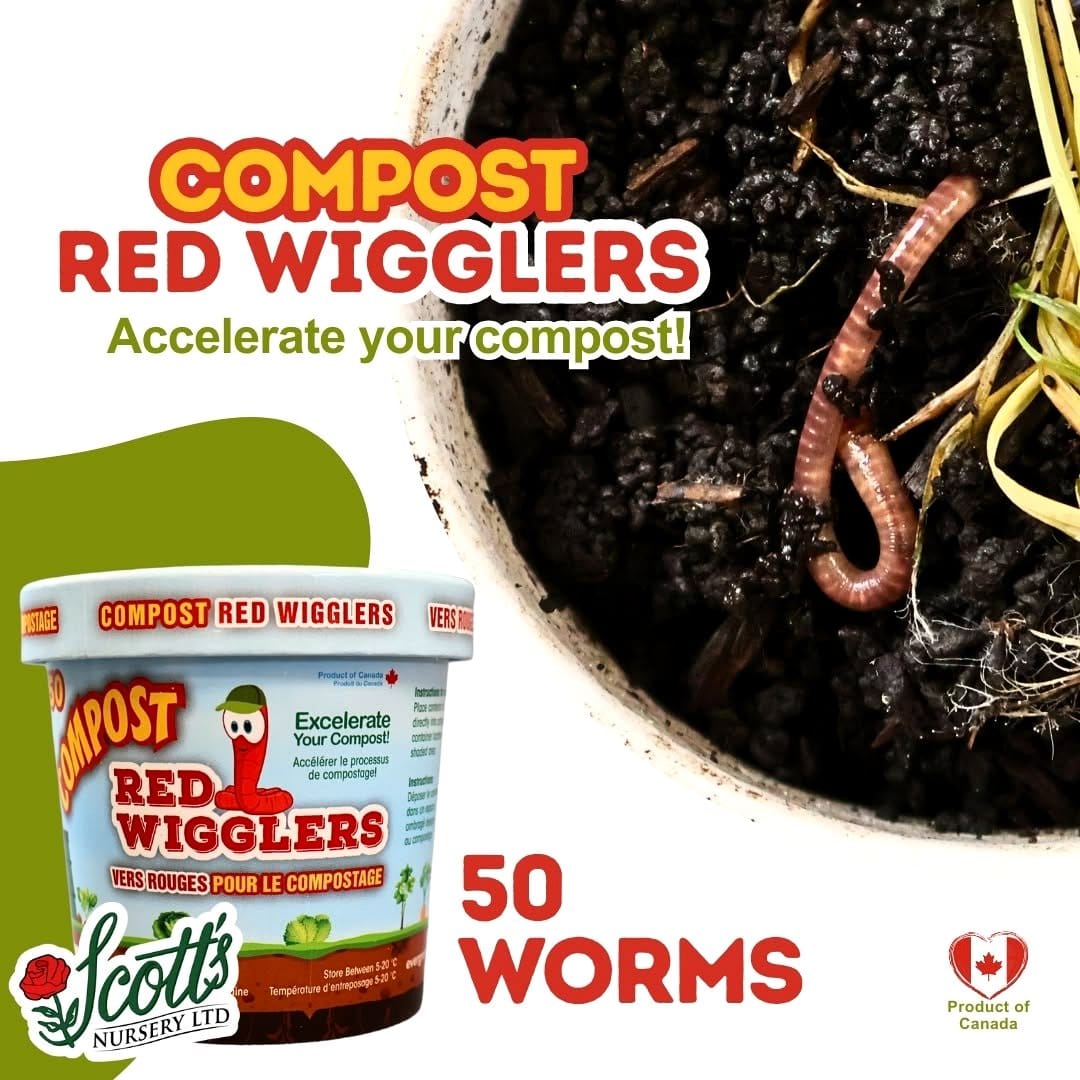 red wiggler worms in compost bin