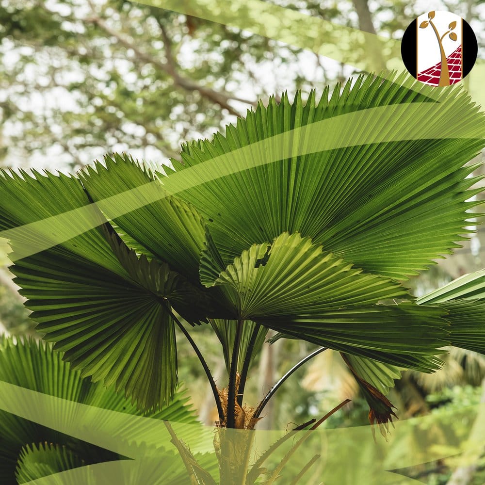 fan palm leaf close-up