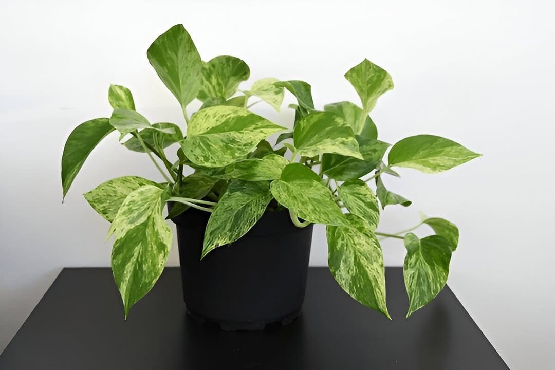 Elegant pothos in cascading planters