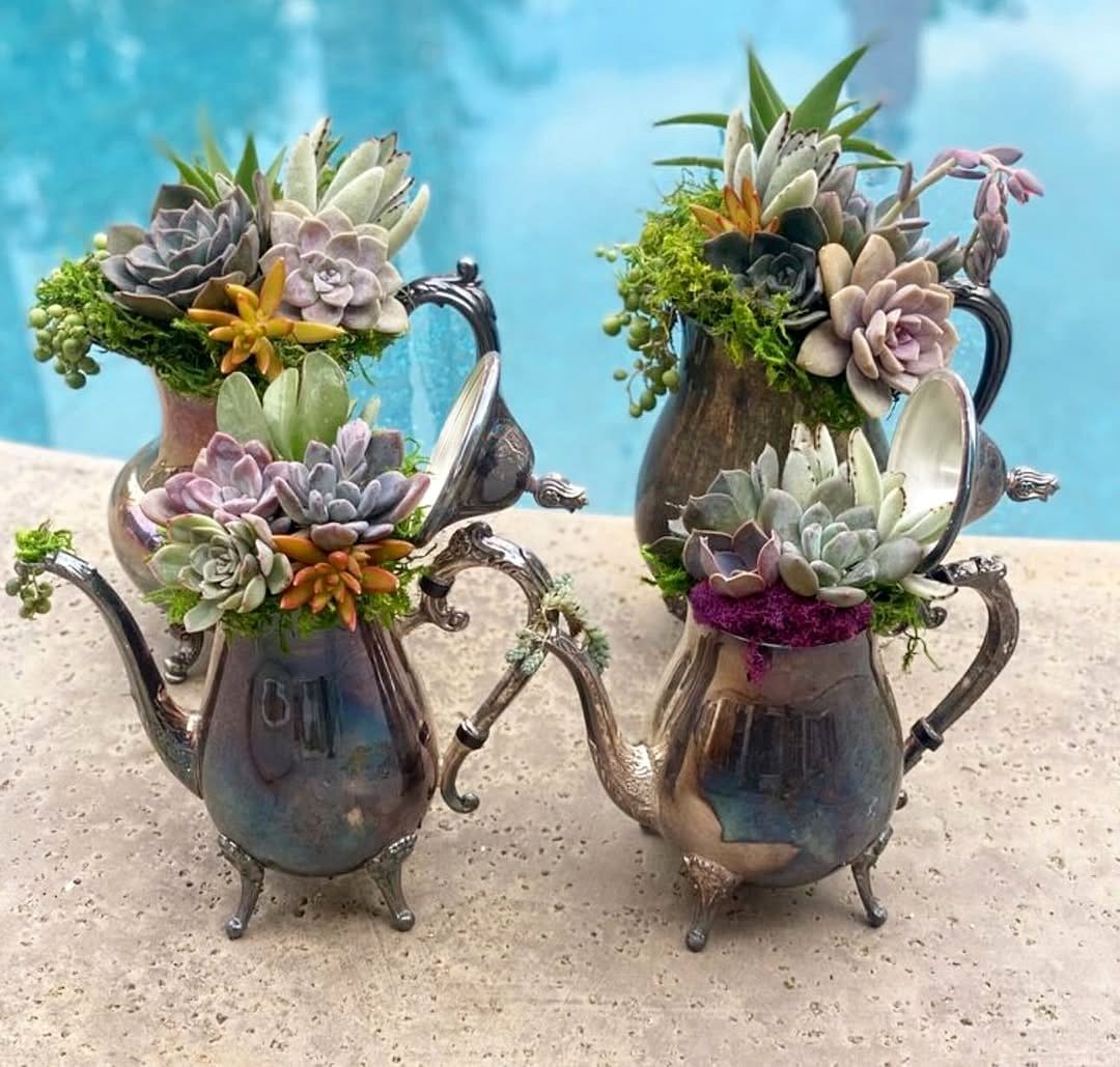 Vintage teacups and jars with small succulents