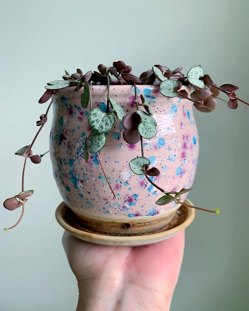 string of hearts in hanging planter