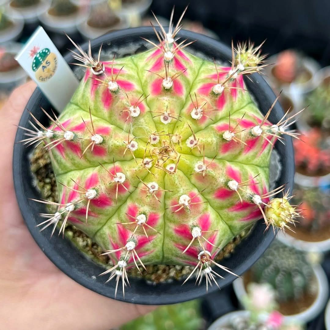 Neon cactus centerpiece on rustic wooden table