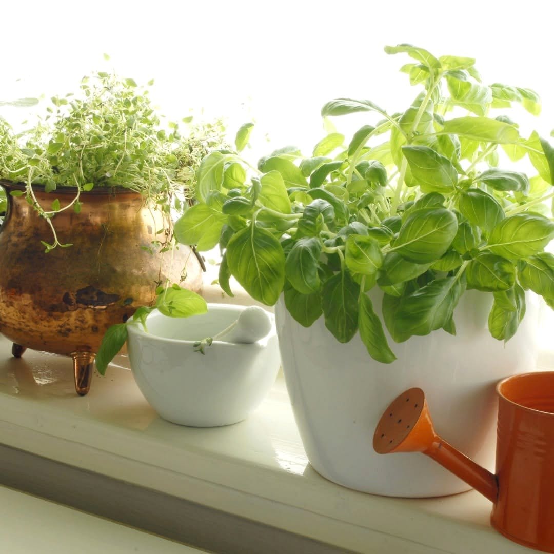 countertop herb garden with basil and mint