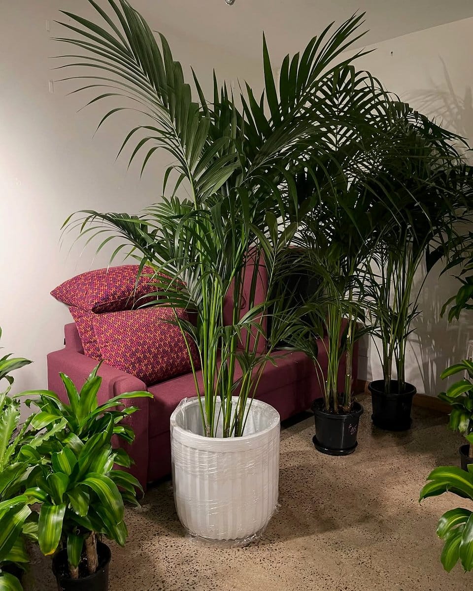 palm plant in decorative pot