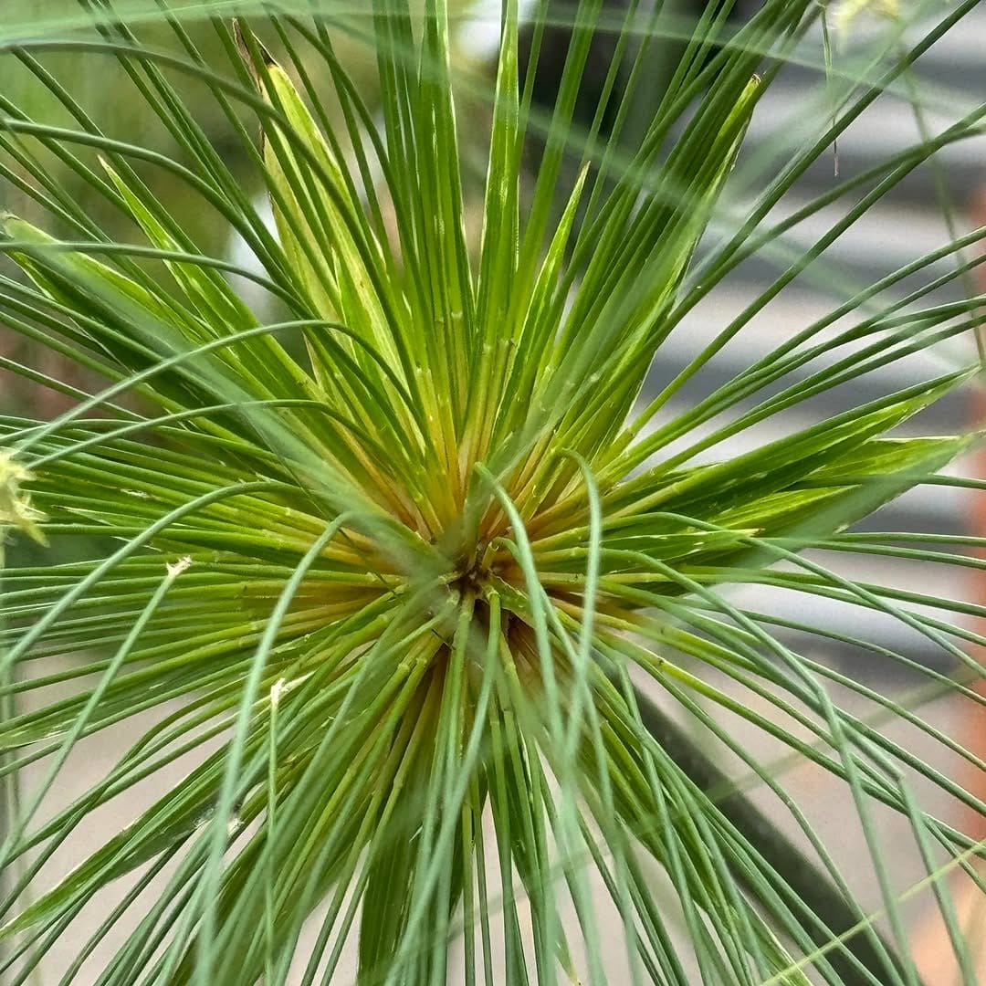 Papyrus and Umbrella Plant in water garden