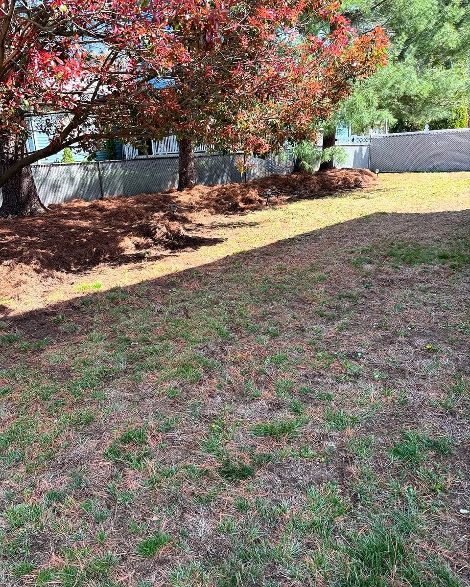 pine needles spread under shrubs