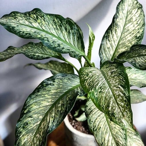 Variegated dieffenbachia in ceramic pot