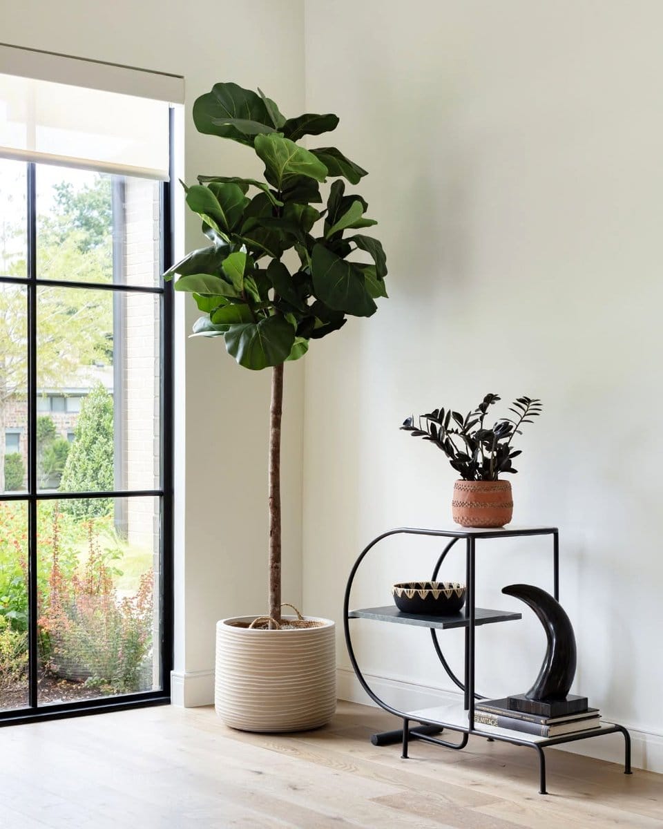 fiddle leaf fig shadows on modern decor