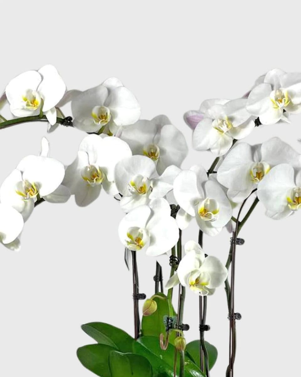 white orchids in ceramic pot