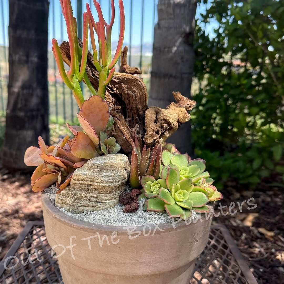 Small zen garden planter with sand and succulents